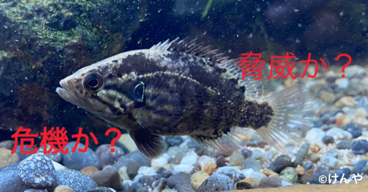 伊豆諸島の三宅島で外来種のニホンイタチが増殖か　生態系への影響懸念